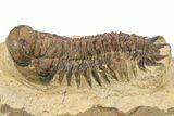 Crotalocephalina Trilobite - Foum Zguid, Morocco #273057-2